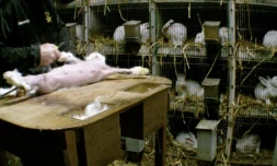 Photo non datée fournie par l'association de défense des droits des animaux One Voice montrant un lapin angora en train d'être tondu près de clapiers dans un lieu inconnu 
