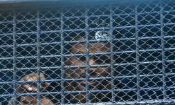 Un islamiste radical accusé d'avoir participé au massacre de 22 personnes, dont 18 étrangers, à Dacca en 2016, dans un fourgon de police après son procès le 27 novembre 2019