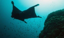 La combinaison en néoprène couvre le corps et se déploie aussi entre les jambes et sous les bras.