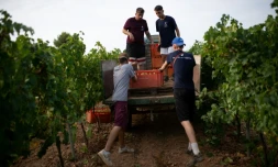 Vendange dans les vignes du domaine Torre del Veguer, le 25 août 2021 à Sant Pere de Ribes, près de Barcelone, en Catalogne