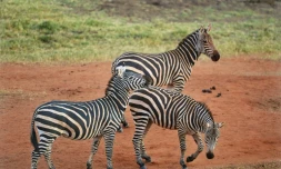 Des zèbres dans la réserve de Tsavo, près de Voi, au Kenya, le 16 février 2017