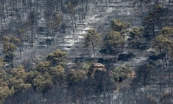 Des arbres calcinĂ©s par un incendie de forĂȘt Ă Taradeau, le 20 juillet 2026 dans le Var