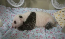 Photo fournie le 12 juillet 2017 par le zoo de Tokyo du bébé panda né il y a un mois