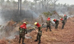 Des pompiers luttent contre des feux de forĂȘt dans le parc national Otuquis, le 26 aoĂ»t 2019 en Bolivie