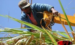 Agriculteur dans un champ de cannes à sucre