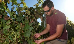 Le viticulteur Julien Luro examine ses vignes touchées par le mildiou, le 13 juillet 2023 à Targon, en Gironde