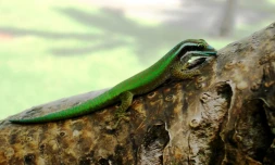 Gecko vert de Manapany, un reptile endémique de La Réunion (Photo Mickaël Sanchez/Nature Océan Indien)