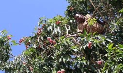 Vendredi 26 Novembre 2010
Cueillette des premier letchis