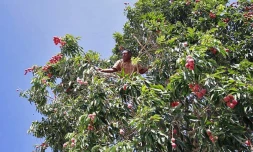 Vendredi 26 Novembre 2010

Cueillette des premier letchis