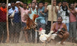 Un combat de coqs lors d'une foire locale à Katekalyan, dans l'état de Chhattisgarh, le 16 avril 2024 en Inde