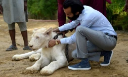 Bilal Mansoor Khawaja caresse l'un des lions blancs de son zoo privé, le 20 mai 2019 à Karachi, au Pakistan