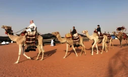 Des Saoudiens montent Ă dos de chameau lors du festival Roi-Abdelaziz Ă Al-Rumhiya, Ă 160 km Ă l'est de Ryad, le 19 janvier 2018