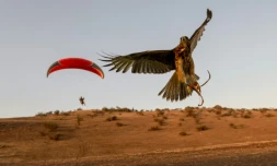 Le parapentiste chilien Ariel Marinkovic s'entraîne en compagnie de sa buse Hook, le 5 janvier 2019 à Santiago