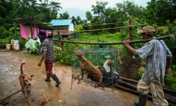 Des employés transportent dans une cage des chiens errants au refuge Thabarwa, le 9 juillet 2019 prÚs de Rangoun, en Birmanie