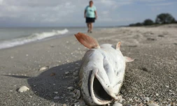 Le gouvernement de l'Etat de Nouvelle-Galles du Sud redoute une aggravation de la crise, avec des températures annoncées cette semaine à la hausse