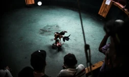 Combat de coqs à Caracas, le 20 janvier 2020