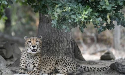 Un jeune guépard dans son enclos du zoo "Safari de Peaugres", le 13 août 2020 en Ardèche