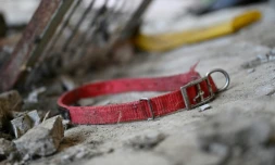 Une collier de chien sur le sol dans un abattoir canin abandonné à Pyeongtaek, en Corée du Sud, le 11 juin 2026