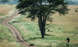 Un ranger et un chien à la chasse de braconnier dans la célÚbre réserve du Maasai Mara, dans le sud du Kenya, le 24 janvier 2018