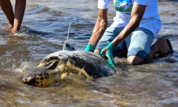 Une tortue d'une espÚce protégée est relùchée sur la cÎte de Sfax, dans le centre-est de la Tunisie, le 15 octobre 2023