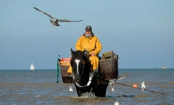 Un pêcheur à cheval tire ses filets à crevettes à Oostduinkerke, sur la mer du Nord, le 24 octobre 2024 en Belgique