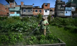 Un homme arrose des légumes bio, cultivés dans un immense potager urbain, au coeur d'une favela de Rio de Janeiro, le 4 mai 2022 au Brésil