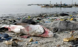 Un requin et une raie venant d'être pêchés sur la plage de Hann avant d'être découpés pour la vente, le 22 juillet 2019 à Dakar, au Sénégal