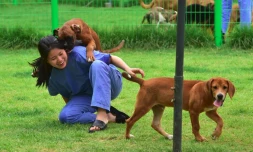 Une des chercheuses de Sooam Biotech Research Foundation joue avec des chiens clonés à Séoul, le 29 juin 2016