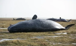Une baleine échouée en Allemagne, le 3 février 2016. Vingt-sept baleines se sont échouées sur une plage du nord du Mexique, et seules trois ont survécu