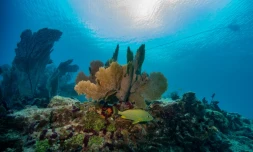 Un poisson nage autour d'un récif corallien à Key West, en Floride, le 13 juillet 2023