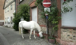 La jument Jenny, 2 ans, se promĂšne Ă Fechenheim, prĂšs de Francfort, le 28 avril 2020 en Allemagne