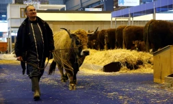 Un agriculteur conduit une vache à la veille de l'ouverture du salon de l'Agriculture à Paris le 22 février 2018