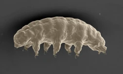 Une protéine fabriquée par le minuscule tardigrade, probablement l'animal le plus indestructible de la planÚte, pourrait protéger l'ADN humain des rayons X, selon des chercheurs japonais