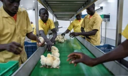 Des employés de Valentine Chicken Hatchery trient des poussins le 12 juillet 2017 au Nigeria