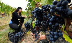 Un vignoble bio Ă Sainte-Foy-la-Grande, prĂšs de Bordeaux, le 21 septembre 2018