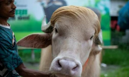 Un gardien s’occupe d’un buffle albinos surnommé "Donald Trump", sur cette photo prise le 17 mai 2026, à l'approche de l’Aïd al-Adha dans un élevage de bétail à Narayanganj au Bangladesh
