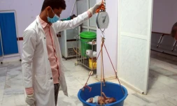 Un enfant souffrant de malnutrition est pesé dans un centre de santé de la province de Hajjah, dans le nord du Yémen en guerre, le 5 juillet 2020