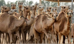 Des chameaux clonés dans un enclos du Centre de reproduction biotechnologique de Dubaï, le 4 juin 2021 aux Emirats arabes unis