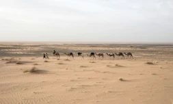 L'archĂ©ologue français Thierry Tillet commence avec trois chameliers une nouvelle mĂ©harĂ©e exploratrice Ă la tĂȘte d'un convoi de neuf dromadaires dans le dĂ©sert mauritanien. Le 22 janvier 2020, entre Tichitt et Aratane