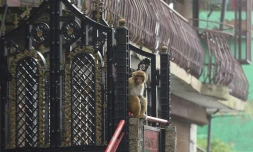 Un singe assis à l'entrée d'une maison, le 30 août 2020 à Shimla, en Inde