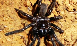 Photo prise le 1er janvier 2016, et obtenue le 30 avril 2018 auprÚs de l'Université Curtin de Perth, de la plus vieille araignée connue au monde, décédée à l'ùge de 43 ans