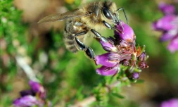 Une abeille noire butine une fleur le 06 juillet 2010 sur l'île d'Ouessant dans le Finistère