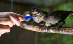 Marie-Pierre Puech, vétérinaire de l'hÎpital de la faune sauvage de Laroque (Hérault) nourrit un jeune étourneau, photo du 9 juillet 2019.