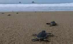 Des bébés tortues se fraient un chemin vers les vagues, le 2 décembre 2020 sur la plage de Sukamade, en Indonésie