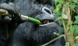 Un gorille de montagne mange une branche de bambou, dans le Parc national des Volcans, au Rwanda, le 29 octobre 2021