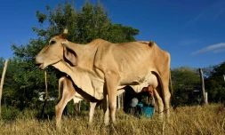 Un homme trait une vache dans le village de Los Piches, à San Lorenzo, au Honduras, le 4 septembre 2026