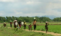 En moins d'un mois quelque 430.000 Rohingyas ont fui vers le Bangladesh, ici des réfugiés musulmans arrivent du Myanmar le 11 septembre 2017.