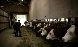 Un vétérinaire vaccine des vaches contre la dermatose dans une ferme d'Aviernoz, le 22 juillet 2025 en Savoie