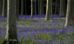 Avec sa hêtraie majestueuse, ses sentiers serpentant dans des vallons et son étonnante mer de jacinthes bleues, le "Bois de Hal", au sud de Bruxelles, attire des visiteurs toujours plus nombreux.