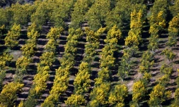 Chaque hiver, l'éclosion de ses milliers de petites fleurs jaunes illumine et embaume la CÎte d'Azur, mais le mimosa, plante exotique envahissante et hautement inflammable, représente aussi un danger dans les massifs
